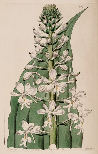 Illustration of Calanthe triplicata (as syn. Calanthe veratrifolia) (inflorescence) by M. Hart